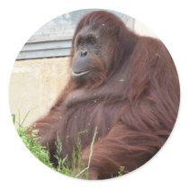 Orangutan Portrait Sticker