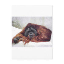 Orangutan Postcards