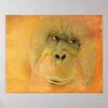 Orangutan posters