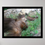 Orangutan posters