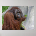 Orangutan posters