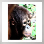 Orangutan Poster: The Original Tree Huggers posters