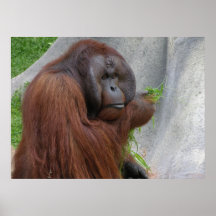 Orangutan Posters