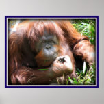 Orangutan Print