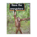 Orangutan Protest Sign postcards