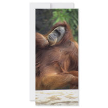 orangutan full color rack card
