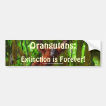 Orangutan & Rainforest Wildlife Art Bumper Sticker