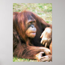 Orangutan Reclining Posters