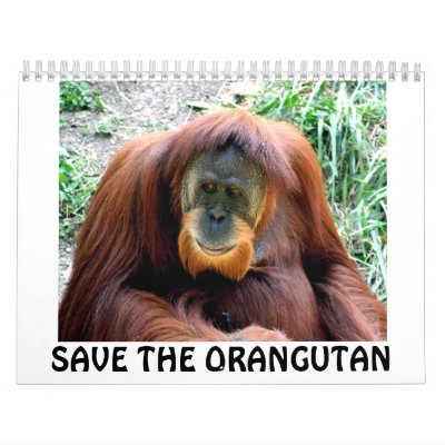 orangutan, SAVE THE ORANGUTAN Wall Calendars by brandfundraising