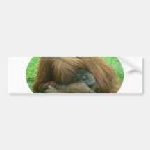 Orangutan Snoozing Bumper Sticker