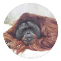 Orangutan Sticker