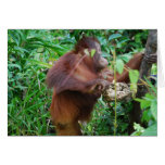 Orangutan Treasure Cards
