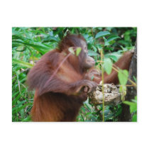 Orangutan Treasure Postcards