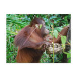 Orangutan Treasure postcards