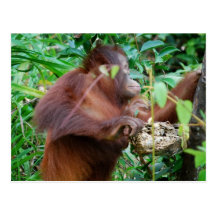 Orangutan Treasure Postcards