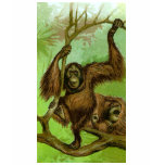 Orangutan t-shirts