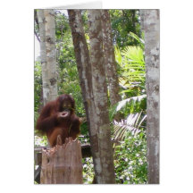 Orangutan wildlife note cards
