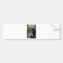 Orangutan with bananas Sumatra Bumper Sticker