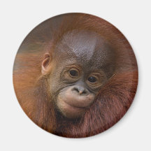Orangutang baby magnets