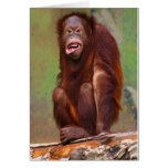 Orangutang Pongo pygmaeus Looking Stupid cards