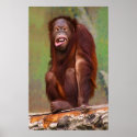 Orangutang Pongo pygmaeus Looking Stupid posters