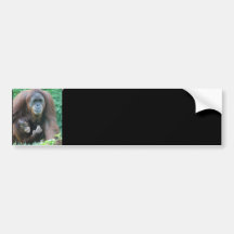 Orangutans Bumper Sticker