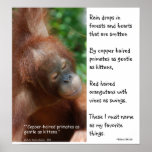 Orangutans  My Favorite Things Posters
