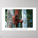 Orangutans  ~  the red ape posters