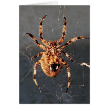 Orb Weaver Spider Greeting Card