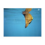 Orbiculate Batfish Postcard