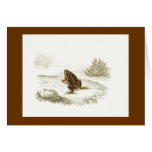 Orbigny - American Toad - Engystoma ovale cards