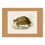 Orbigny - Tortoise - Testudo mauritanica cards