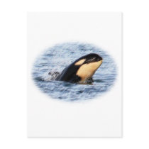 Orca Baby Spy Hop In Pastel Post Cards