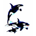 Orca Family t-shirts