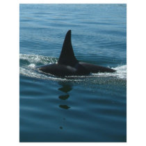 Orca Killer Whale Full Color Flyer