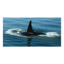 Orca Killer Whale Personalized Photo Card