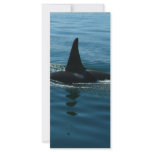 Orca Killer Whale rack cards