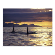Orca or Killer whales Postcards