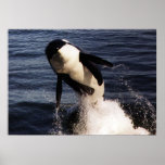 Orca posters