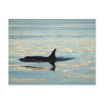 Orca Silhouette Postcard