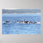 Orca Superpod Framed Print