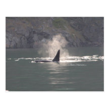 Orca Whale Breaths Out Mist in Whale Rich San Juan Postcard