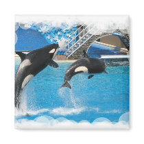 Orca Whales Magnet