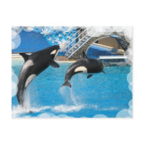 Orca Whales Postcard