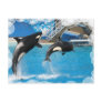 Orca Whales Postcard