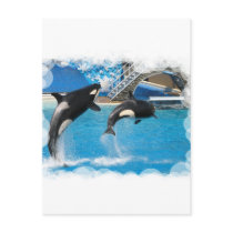 Orca Whales Postcard