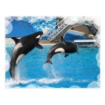 Orca Whales Postcard