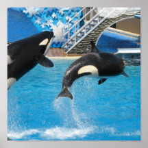 Orca Whales Print