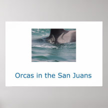 Orcas in the San Juans Posters