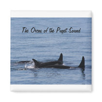 Orcas of the Puget Sound Refrigerator Magnets